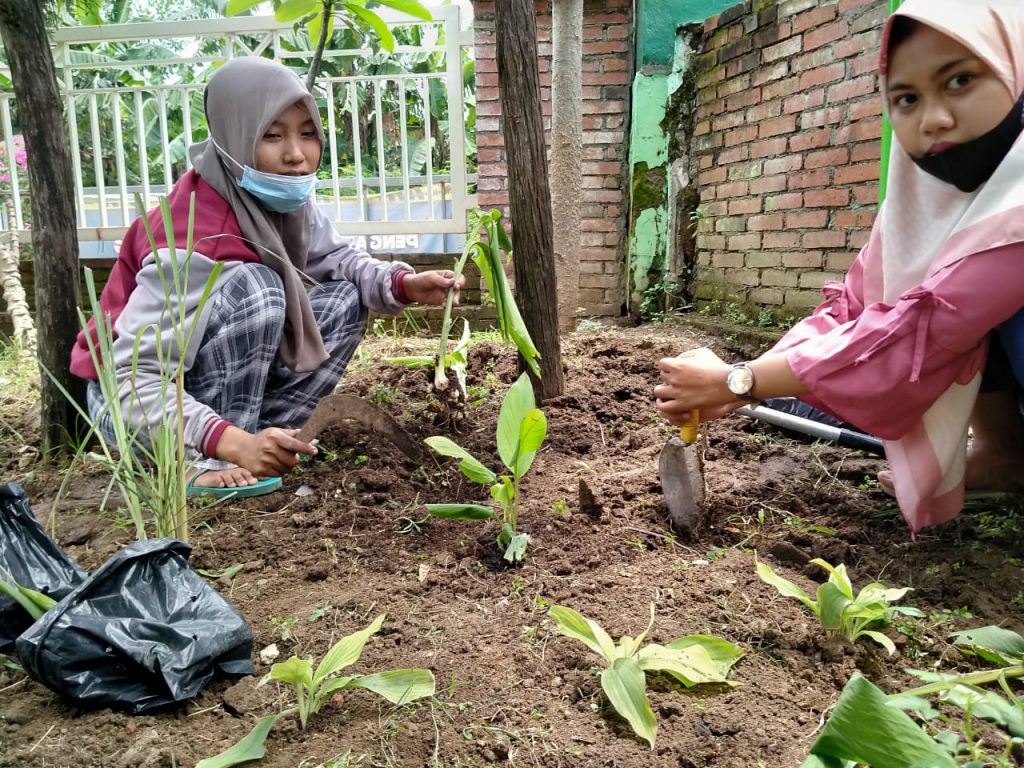 Memanfaatkan Lahan Kosong: Pelatihan Budidaya Tanaman Obat dan Bumbu Dapur untuk Warga Desa