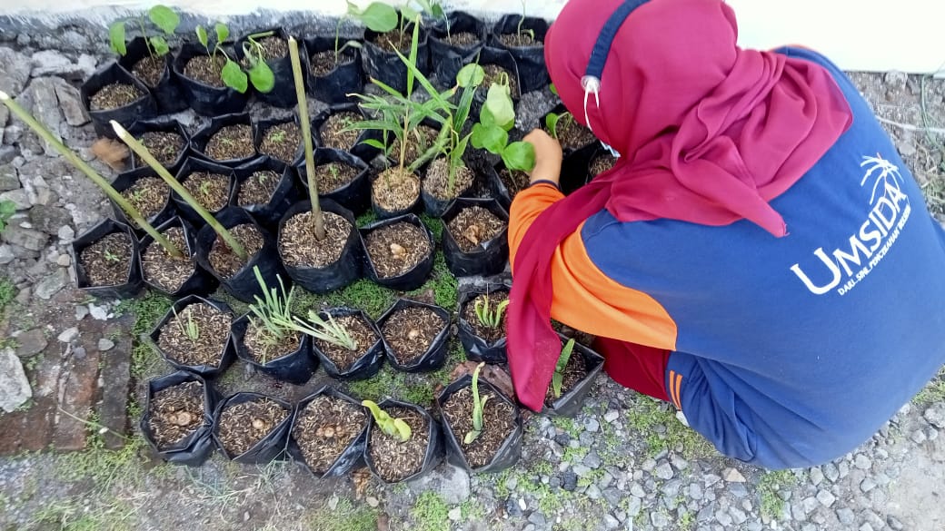 Back To Nature, Tim KKNT Umsida Lakukan Budidaya Tanaman Obat Keluarga